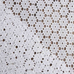 Bordado suíço Margarida Branca Natural - Ribes y Casals