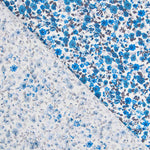 Algodão Flor Azul - Ribes y Casals