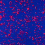 Crepe Satin Birds Light Azuis - Ribes y Casals