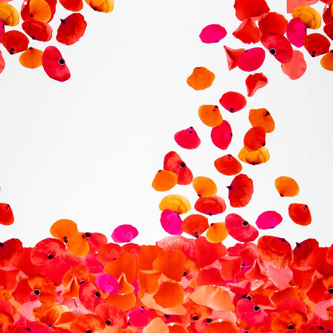 Fama Flamenca - Ribes y Casals