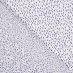 Gaze Lurex Polka Mauve - Ribes y Casals