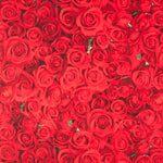 Lonita American Beauty - Ribes y Casals