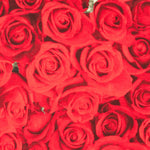 Lonita American Beauty - Ribes y Casals