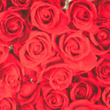 Lonita American Beauty - Ribes y Casals