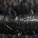 Pelo Brilhante Negro - Ribes y Casals