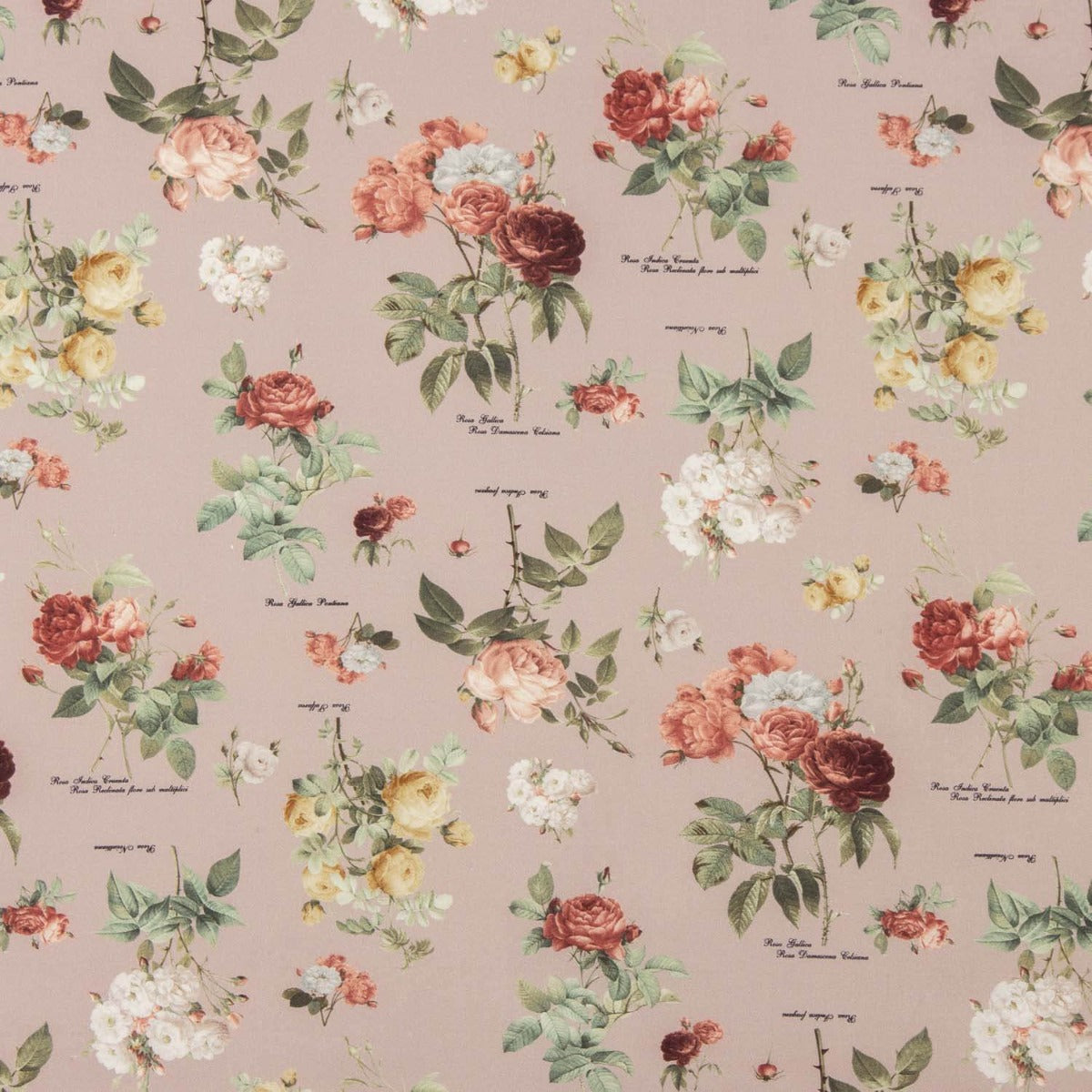 Sarja Fina Rosa Vintage - Ribes y Casals